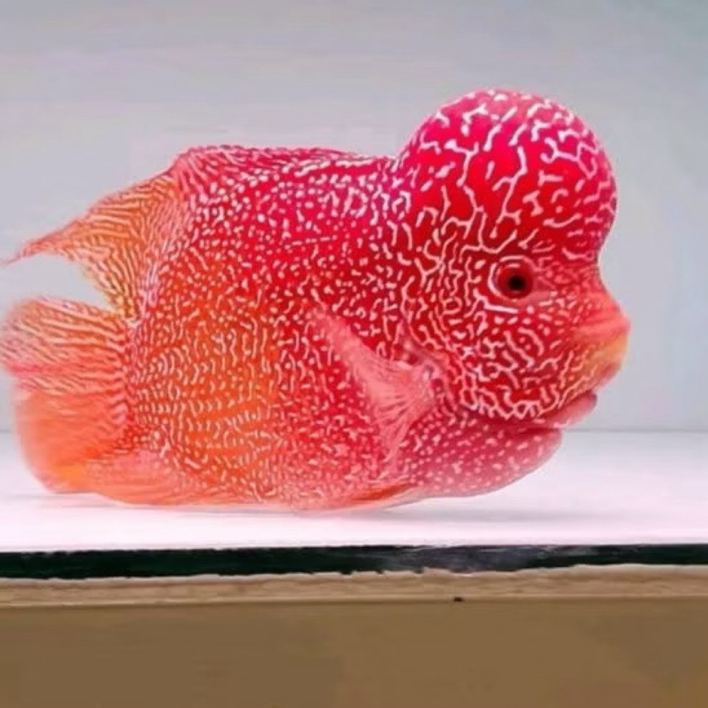 pemanis akuarium Ikan lohan golden base GB 4-6cm louhan goldenbase flower horn berkualitas