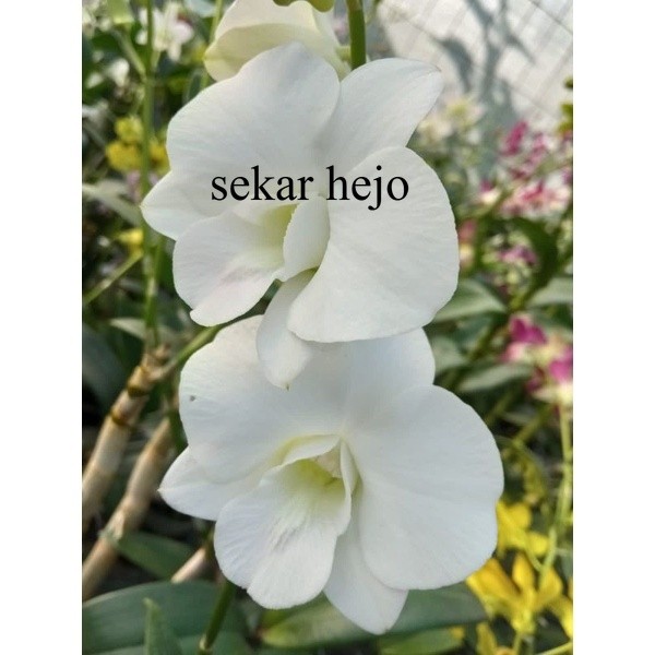 Anggrek bulan jumbo