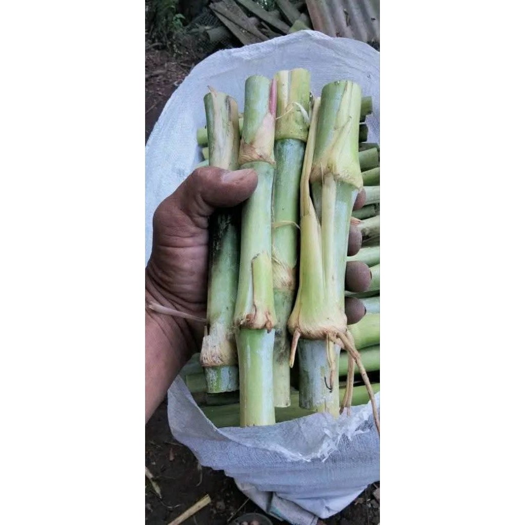 Bibit Rumput Biovitas BB Biogen Gajahan ( 10 PCS )
