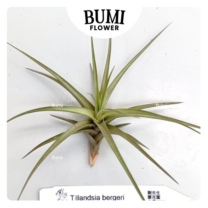Tillandsia bergeri - Bumi Tillandsia Air Plants Tanaman Hidup Tanpa Tanah