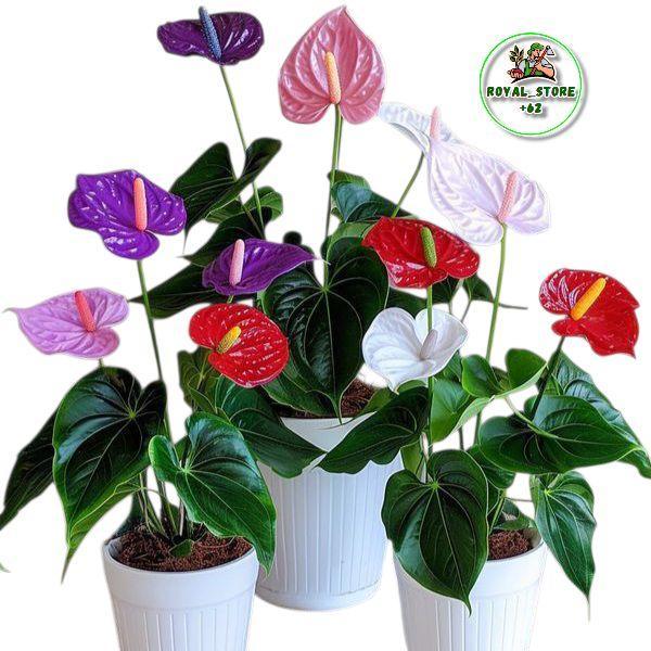 (PROMO) Paket Hemat 3 Jenis Tanaman Hias Bunga Anthurium Mickeymouse - Bibit Pohon Bunga Mickeymouse