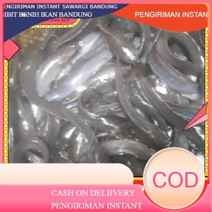 benih / bibit ikan lele uk 10 -11cmper 100 ekor GROSIR BANDUNG INSTANT BDG BDG murah COD TERDEKAT