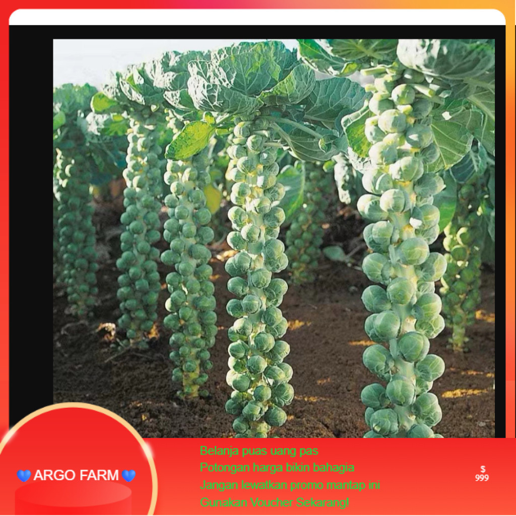 AF443 Benih  bibit Kubis Mini