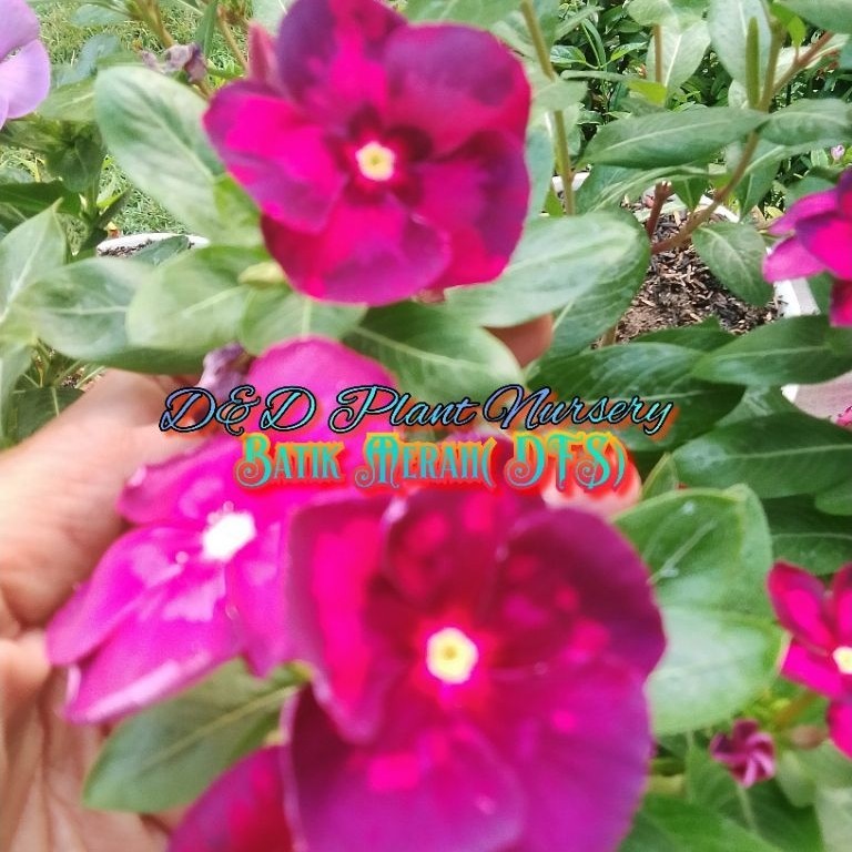 Vinca Seed_biji vinca BATIK MERAH HITAM