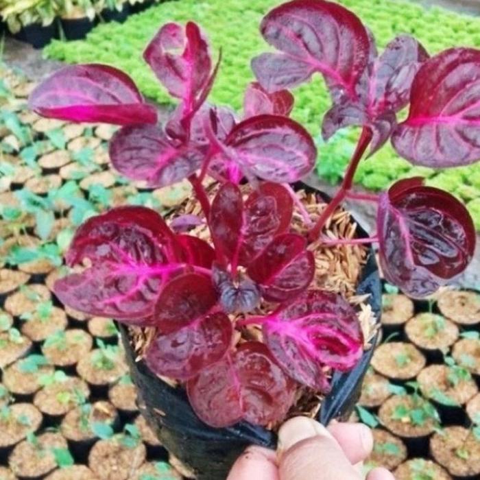 TERMURAH Tanaman Hias Miana Mangkok Merah & Hijau / Bunga Hias Miyana Bayam Mangkuk / Tanaman Hidup 