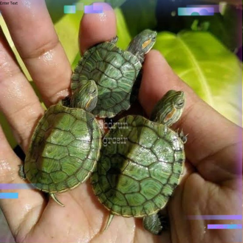 KURA KURA BRAZIL BABY TURTLE KURA HIASAN AQUARIUM AIR TAWAR