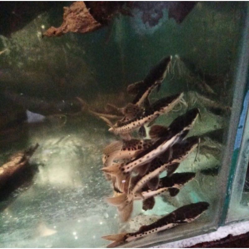 ikan leopard catfish ( ISI 2 )  Bagus ban sehat