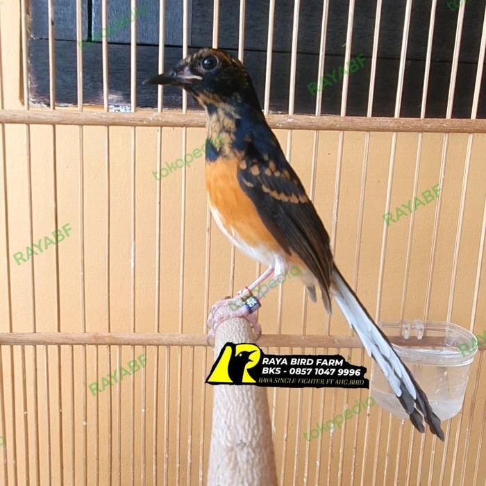 MURAI BATU RING APBN TRAH JUARA NASIONAL, KODRAT, JM & KAMERUN