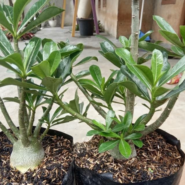 PROMO bibit tanaman hias adenium cabang-bonggol besar