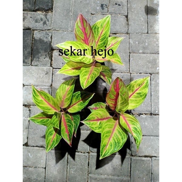 aglonema RED PANAMA / SWEET HEART