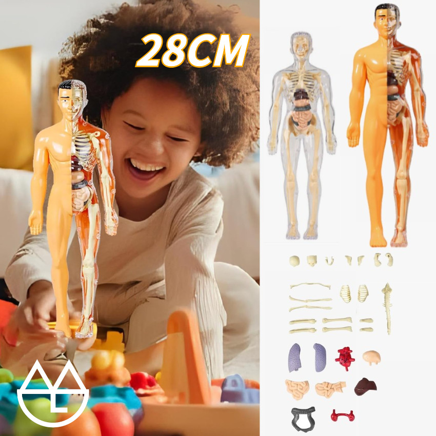 Human Body Anatomy Model/Mainan Dokter/Mainan Tengkorak /Human Organs/Mainan Edukasi Kedokteran/Main