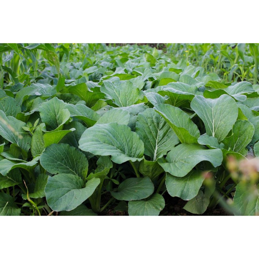 Happypaws21 Mahkota Seed - 25 Gram Benih Sawi Caisim Jumbo Sami