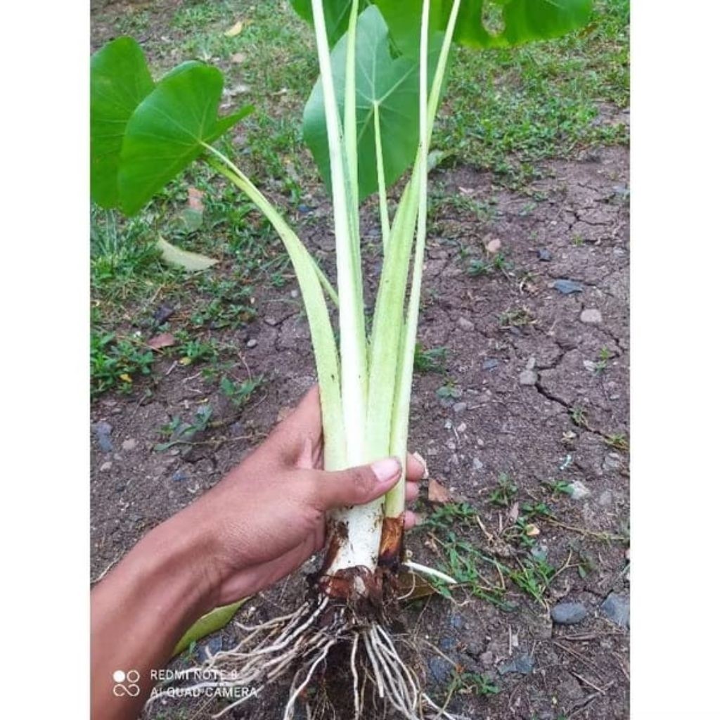Bibit pohon talas sayuran lompong putih 5pohon