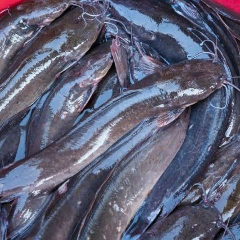 Ikan Lele Hidup 1 Kg Ikan Lele Segar