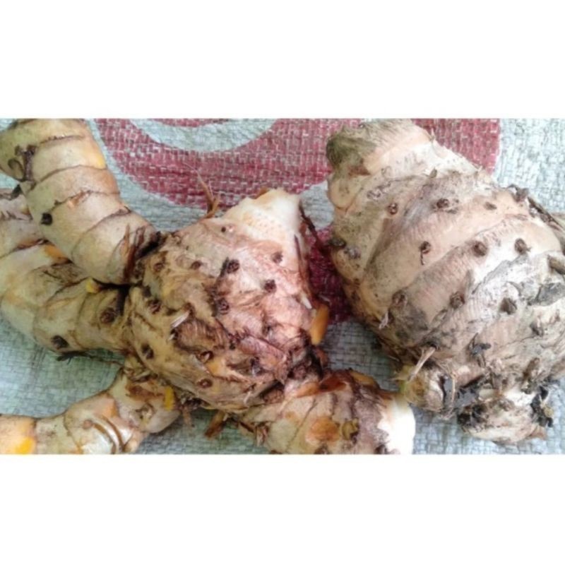 

temulawak segar 1 kg termurah