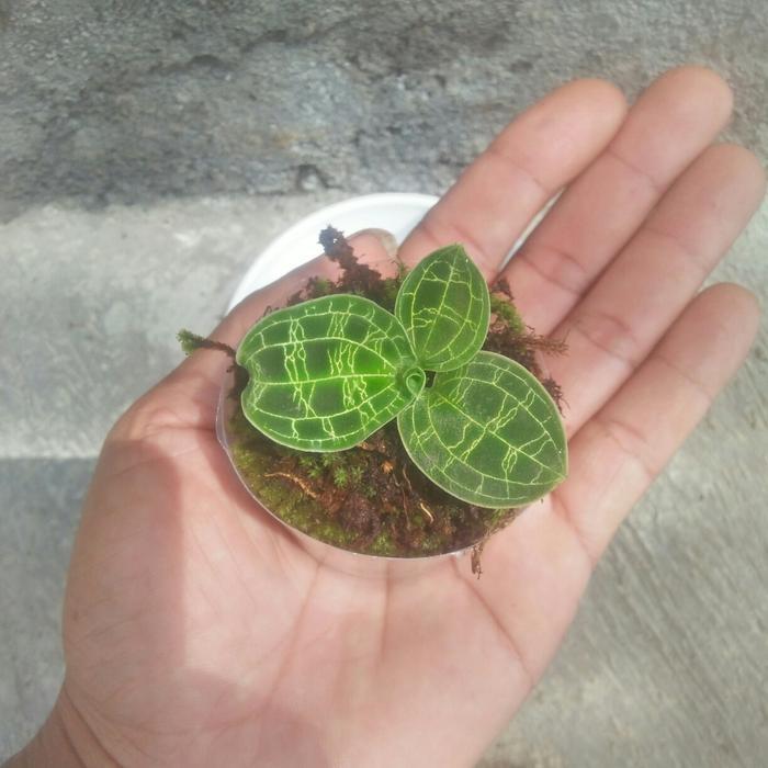 macodes petolla/jewel orchid
