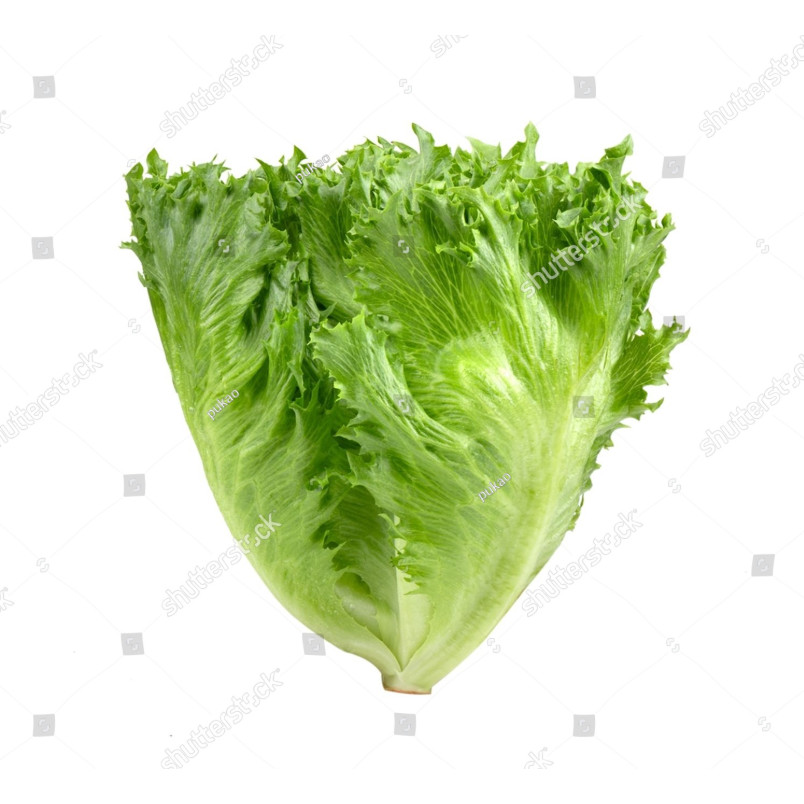 Biji Benih Bibit Benih Selada Iceberg Head Lettuce