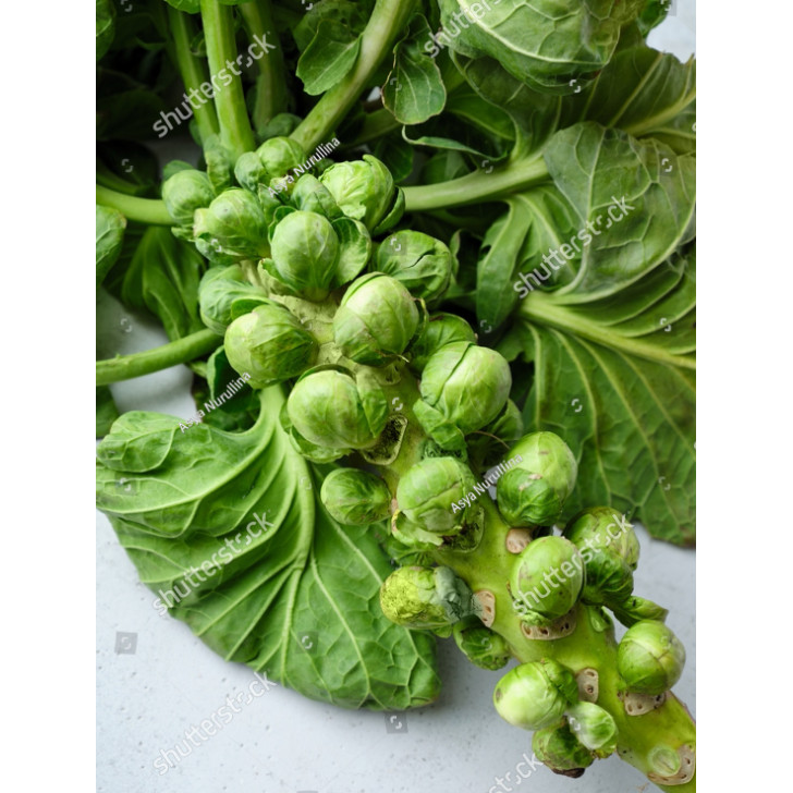 MDN Benih  bibit Kubis Mini