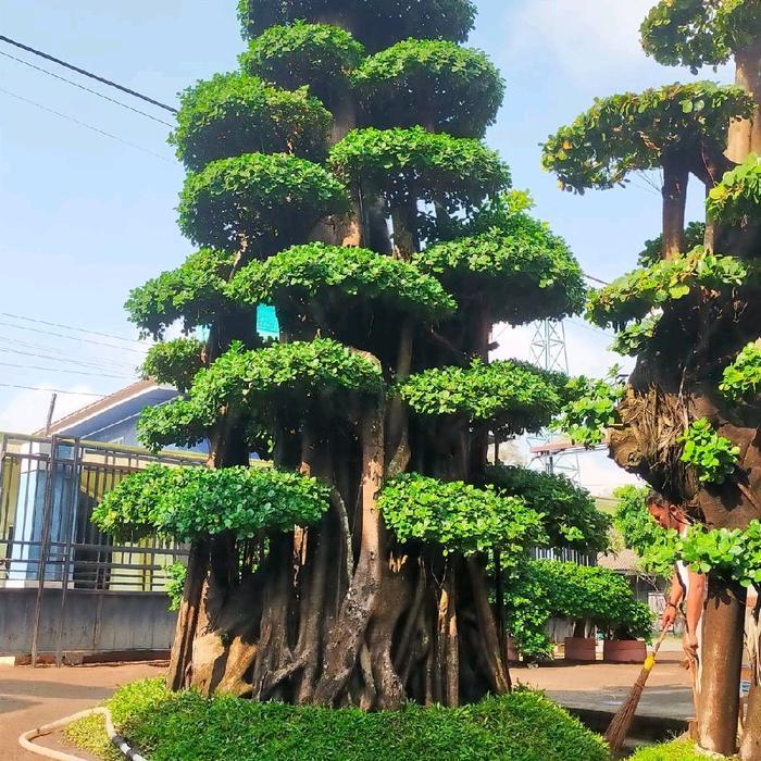 jual pohon beringin korea / bonsai beringin korea / bonsai beringin dolar fossil