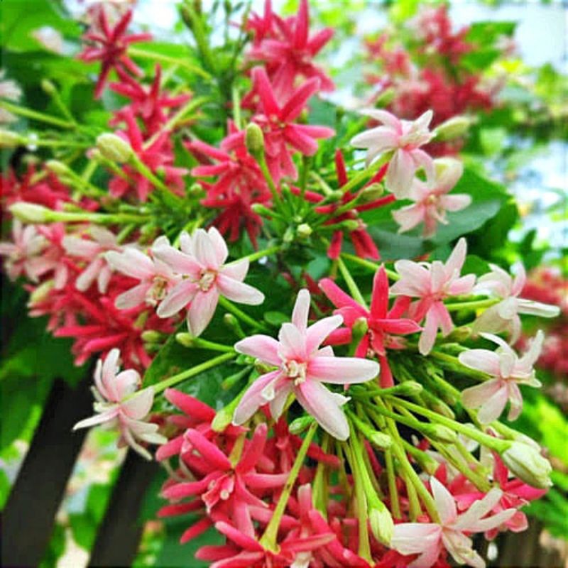 ( BISA COD ) PROMO Tanaman Rambat Melati Belanda Bunga Melati Holland Merah Tanaman Hias Melati Hola