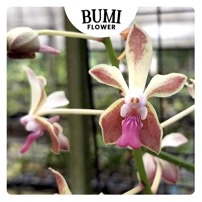 (Vanda falcata x Vanda denisoniana) x Vanda lamellata - Bumi Orchids Anggrek Koleksi