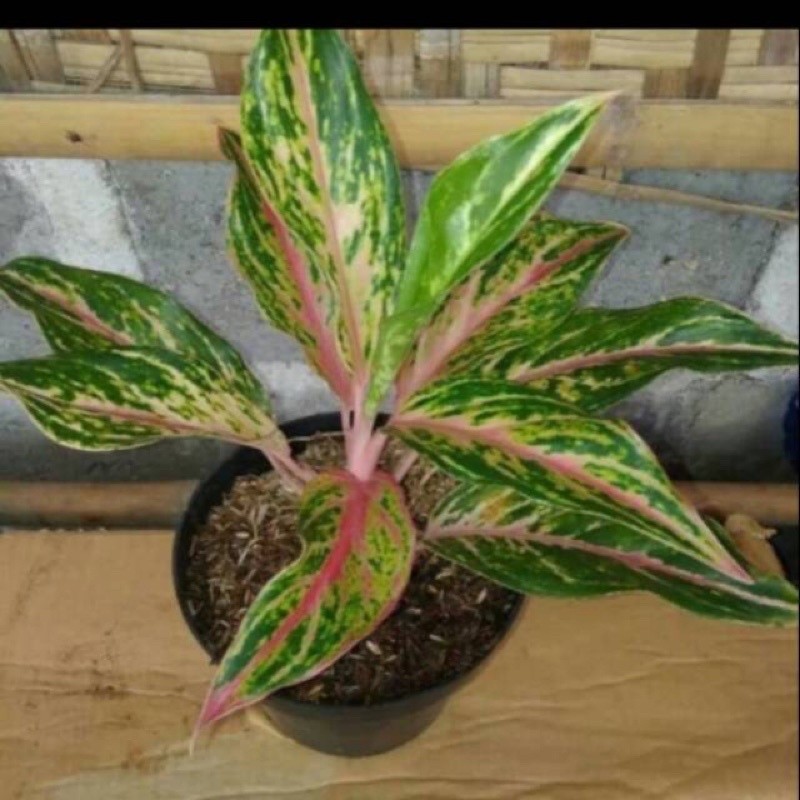 aglonema butterfly - tanaman hias aglonema butterfly