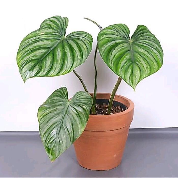 Rupa_Bagus Philodendron Plowmanii / Tanaman Philo Plowmani