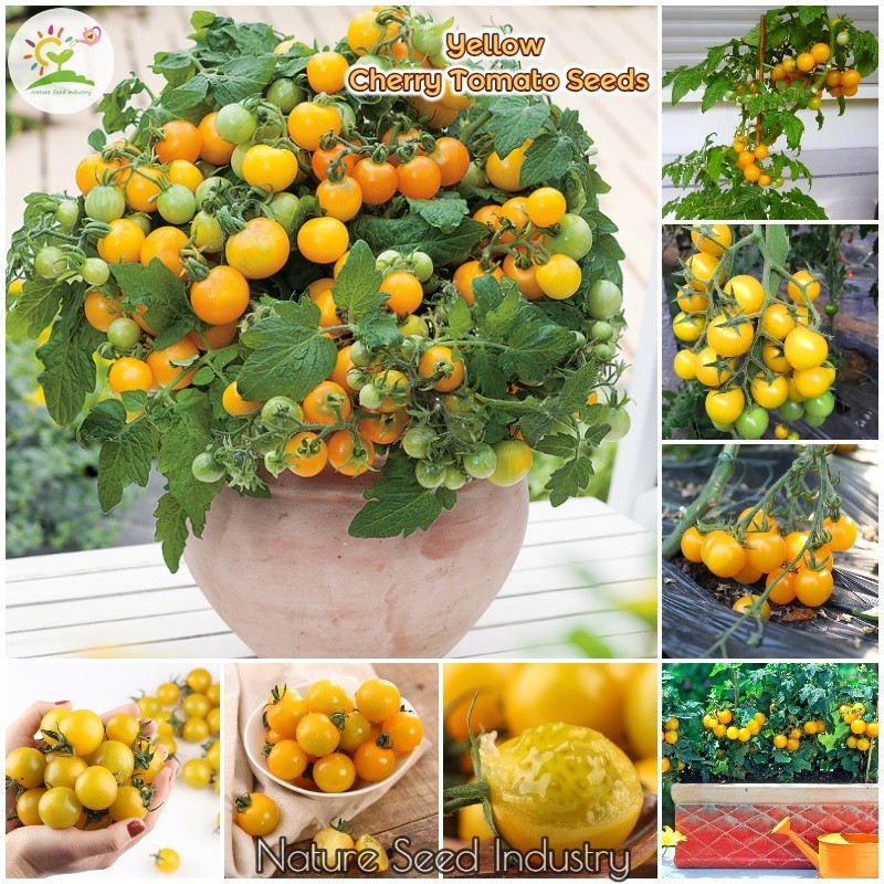 ISI 50 Biji TOMAT CHERRY KUNING F1 Golden Sweet Cerry Ceri - Bibit Tanaman Hias / Benih / bibit ( TO