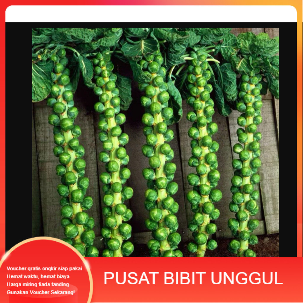 PBU67 Benih  bibit Kubis Mini