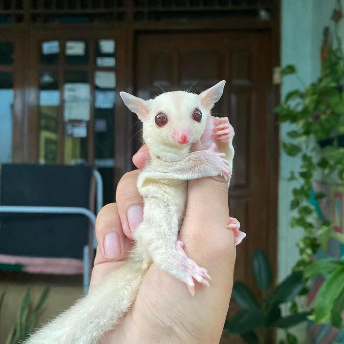 SUGAR GLIDER CREAMINO JOEY