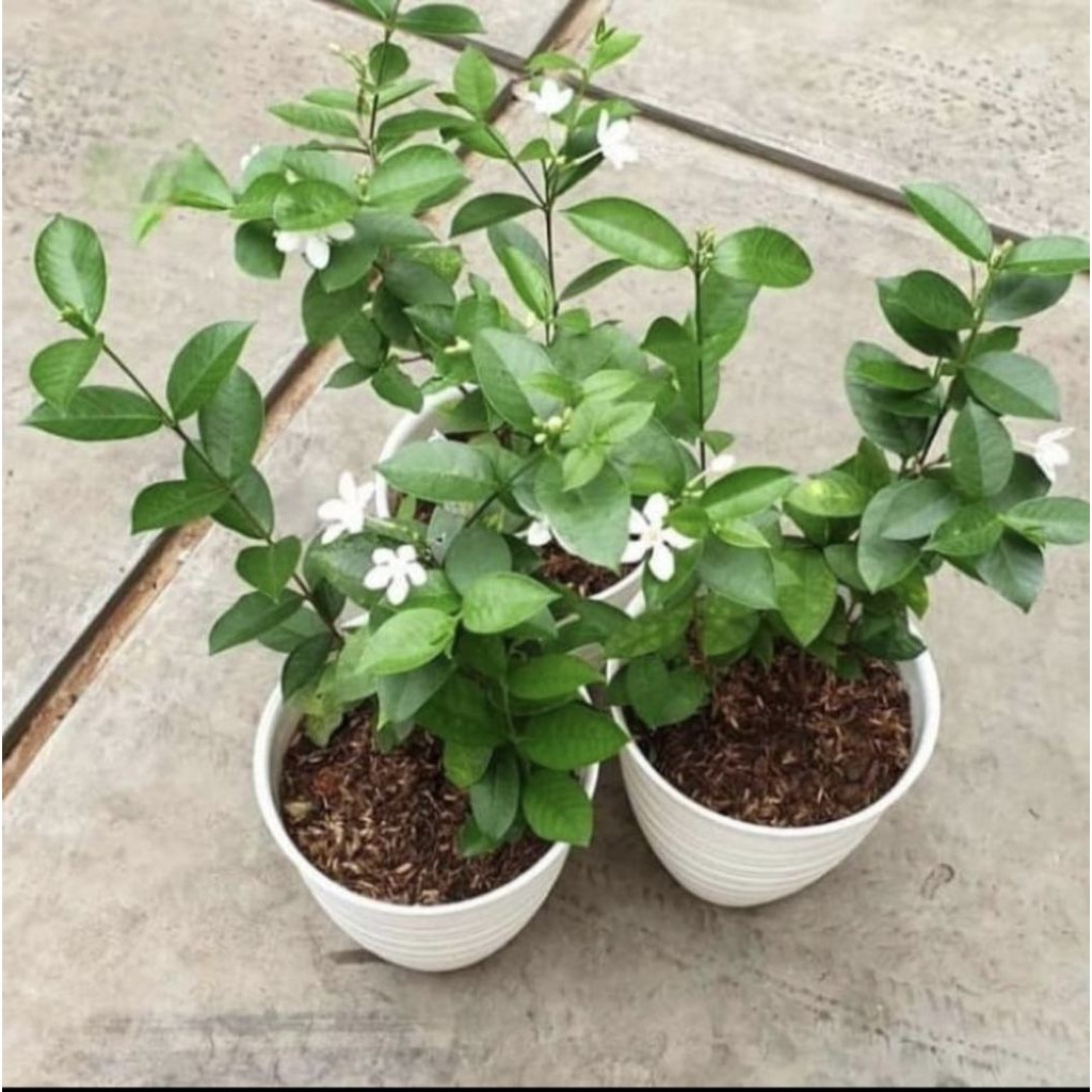 Pohon Melati Jasmine Bunga Putih Tanaman Hias Pohon Bunga Melati Yasmin