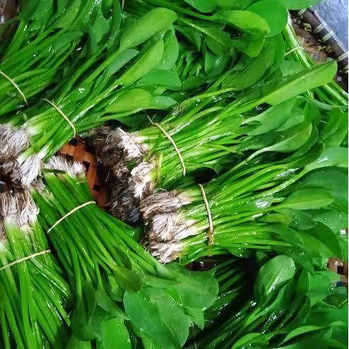 sayur eceng sawah masih segar di CO ka - 15 bibit eceng sawah