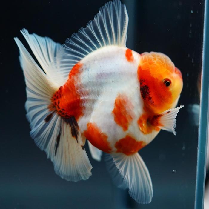 Orada sakura 10-14 cm / ikan ost mas koki oranda sakura jumbo