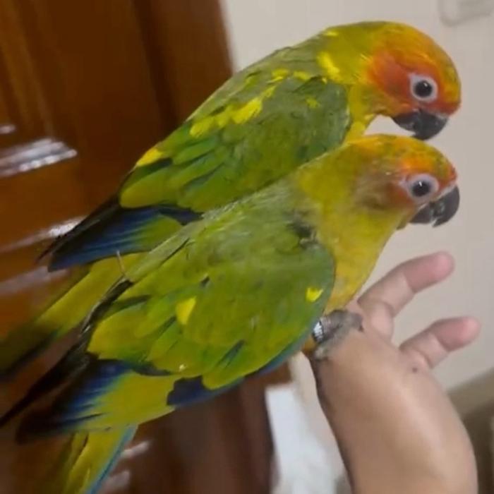 SEPASANG SUN CONURE PARROT DNA
