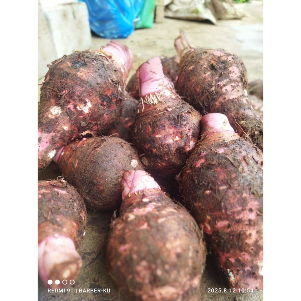 umbi talas pratama 3/talas ungu 2kg