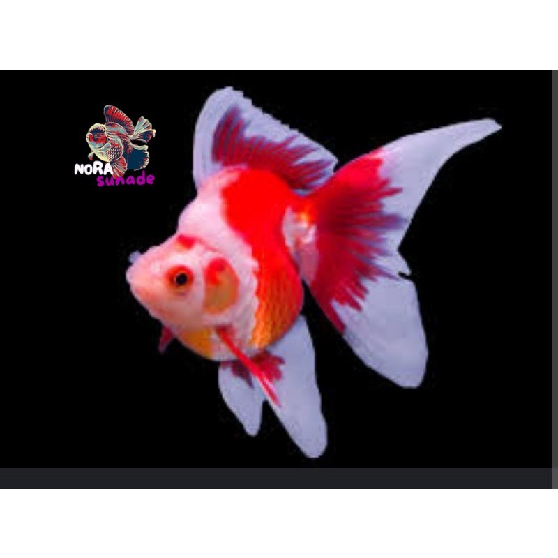 KOKI RYUKIN RED WHITE 6-8 CM