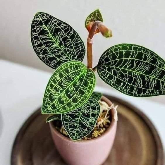 macodes petola 'jewel orchid'