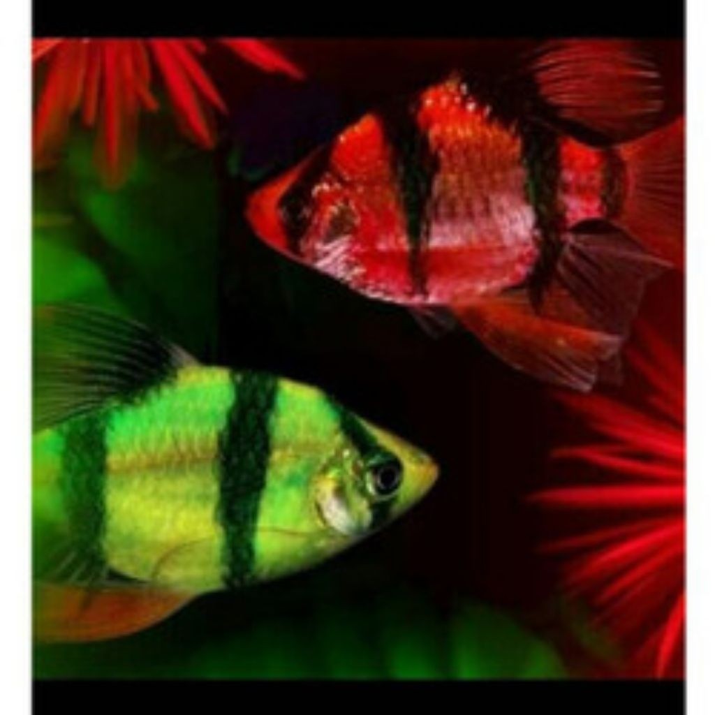 Dekorasi akuarium Sumatra PAKET ISI 4 Glowfish Red/Green mix
