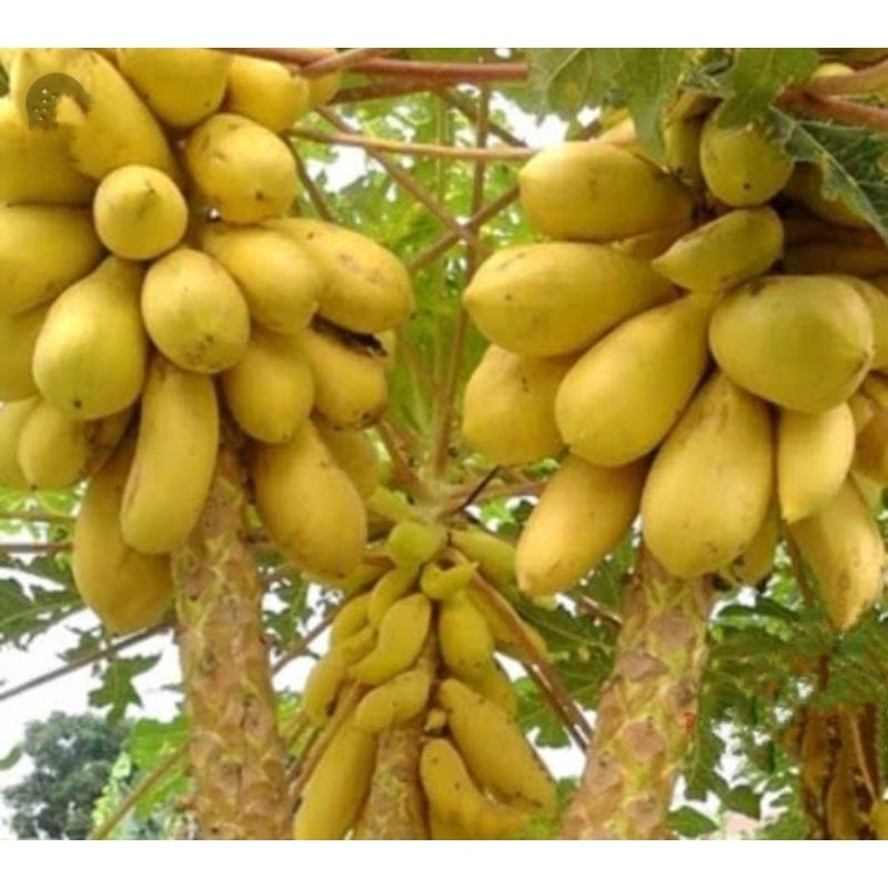 Benih PEPAYA KUNING GOLDEN unggul