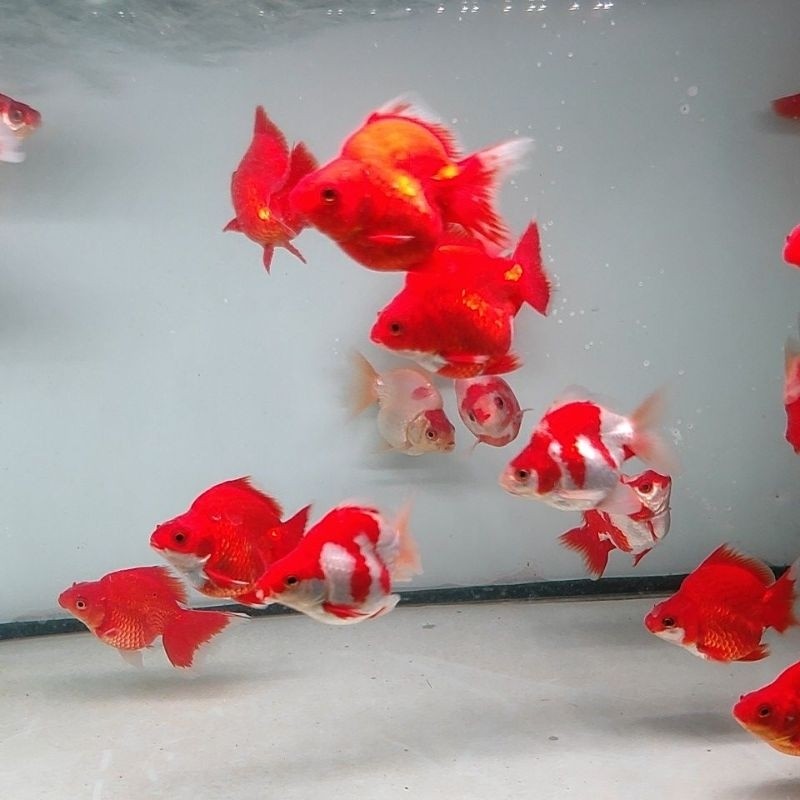 Koki Ryukin/Goldfish Ryukin size 7-8 cm