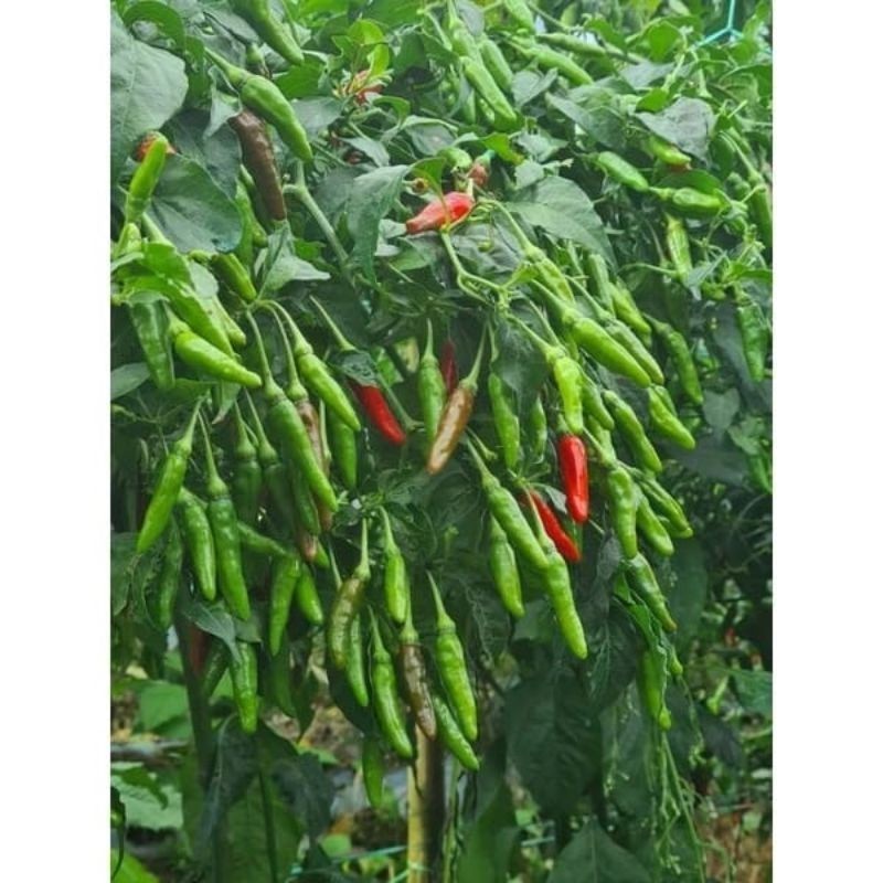 BIBIT CABE RAWIT LOKAL SIRAMOS - 100++ biji