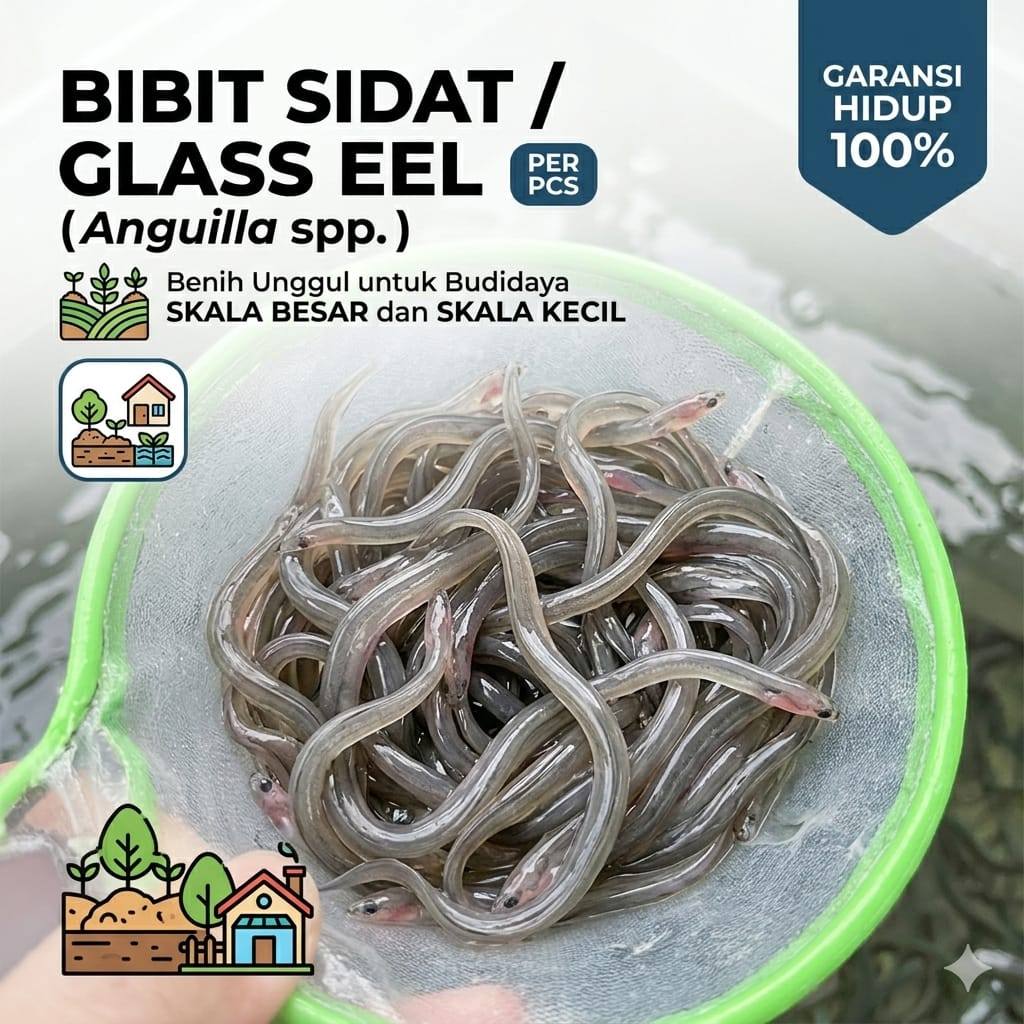 Bibit sidat glass Eel umur 2-3 bulan / Benih sidat berkualitas satuan