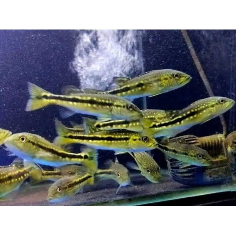 TOP Pbass pinima good Marking Size 6-7cm realsize bergaransi COD pbass orinoco pbass mono monoculus