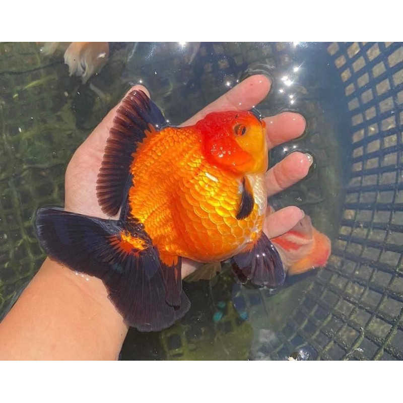 TOP oranda black gold grade A+