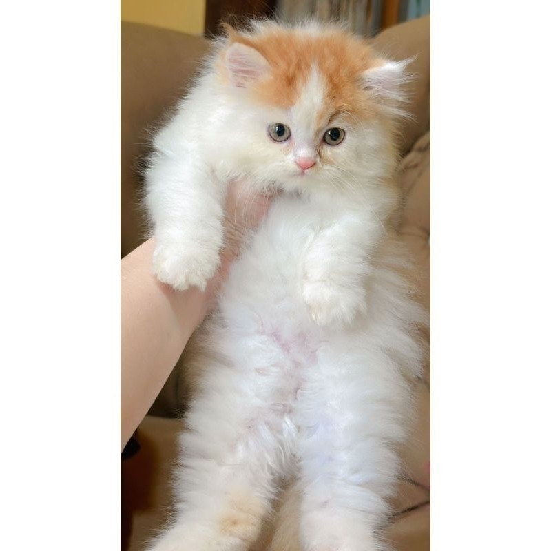 kucing Persia kitten jantan flatnose bicolor
