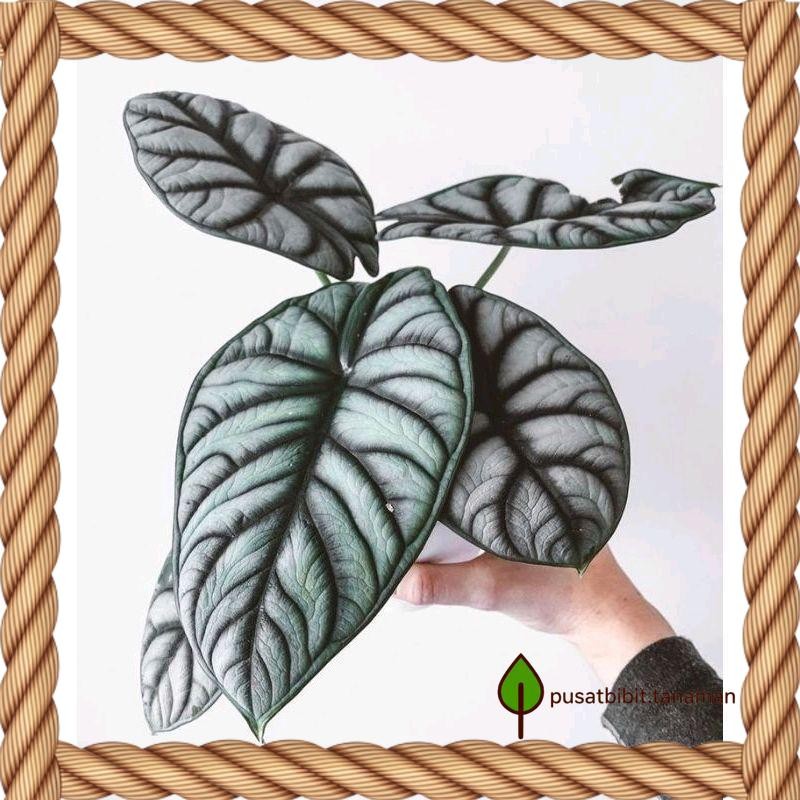 Tanaman hias Alocasia Dragon Silver bibit Bonggol