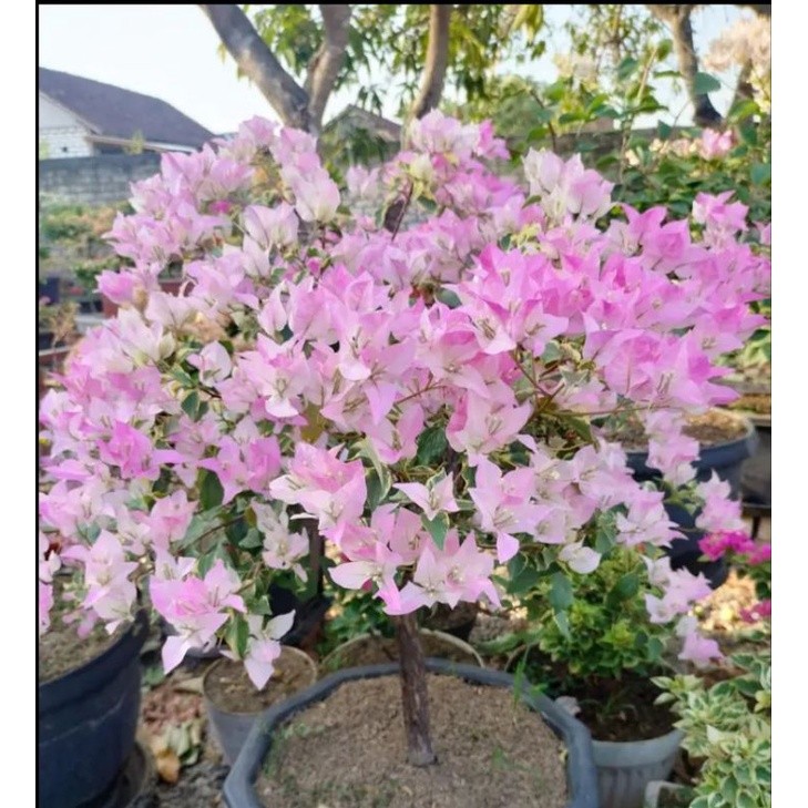 BOUGENVIL BENGAWAN SOLO