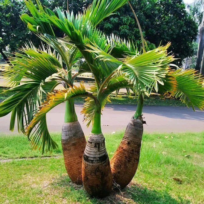 Tanaman Palem Botol / Tanaman Hias Hidup Palem Botol / Pohon Palem Botol