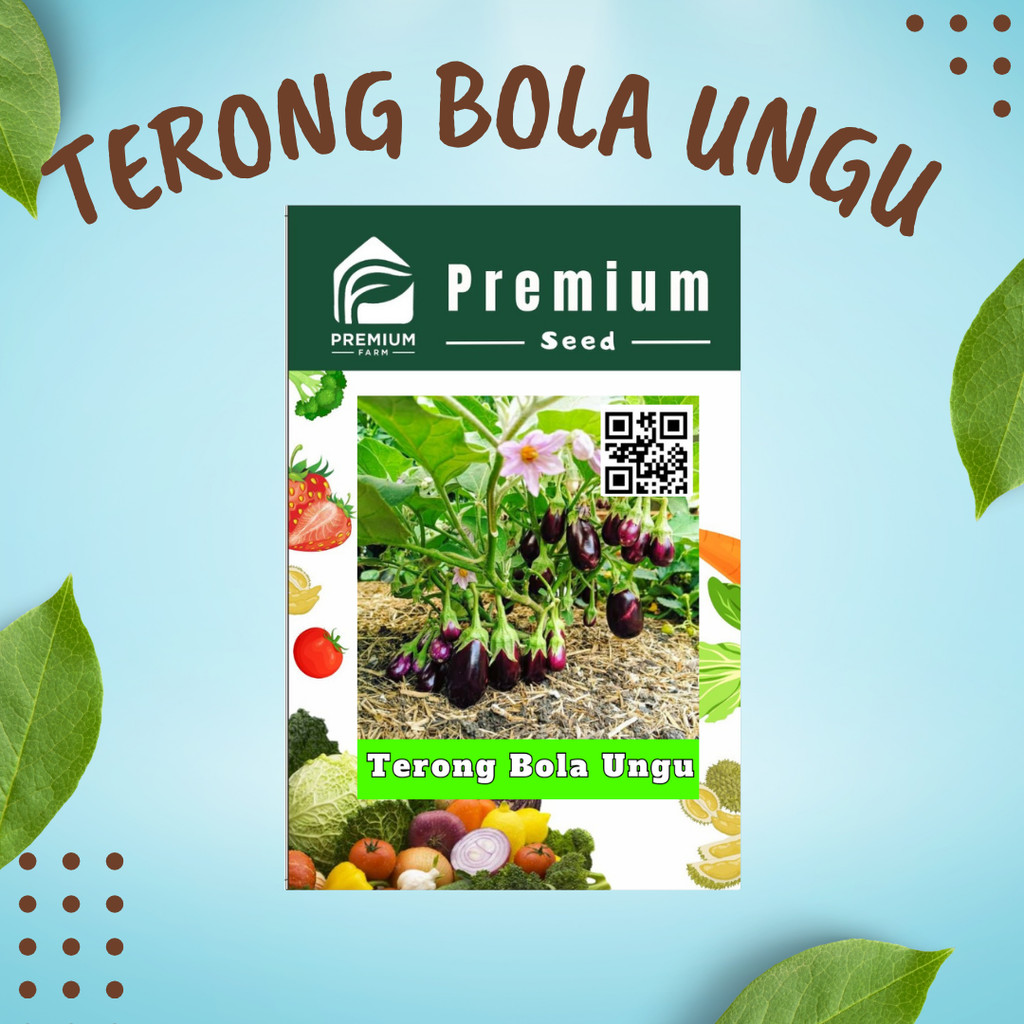 Benih terong bola ungu F1 terong pondoh ungu