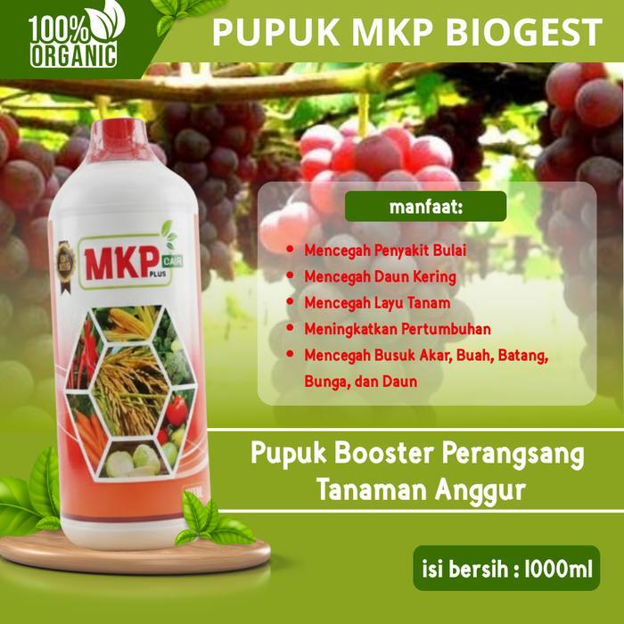 Pupuk MKP Biogest NPK Cair Organik Tanaman Anggur & Perekat Panen Melimpah - MKP